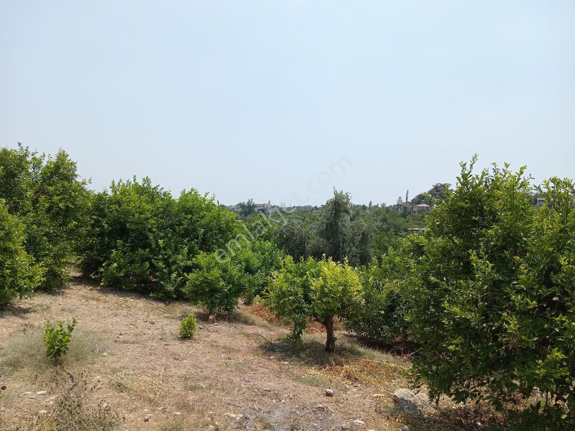 Mersin Erdemli Hacaliarpaç Da Satılık 3900 M.kare Lımon Bahçesi