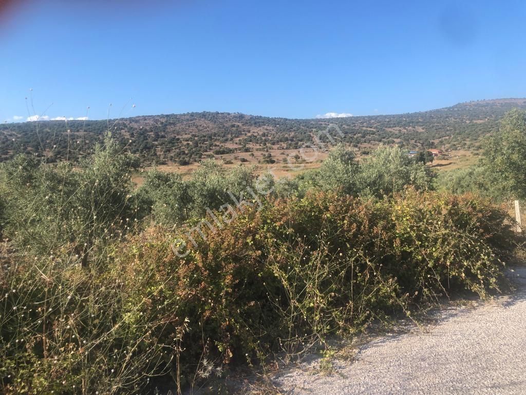 İzmir Dikili'de Deniz Manzaralı 2000 M2 Kooperatif Arsası - Görsel 2