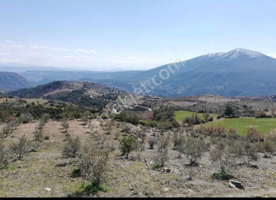 Aydın Bozdoğan Kızıltepe’de Satılık Tarla - Görsel 5