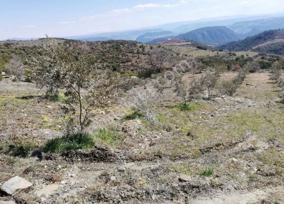 Aydın Bozdoğan Kızıltepe’de Satılık Tarla - Görsel 4