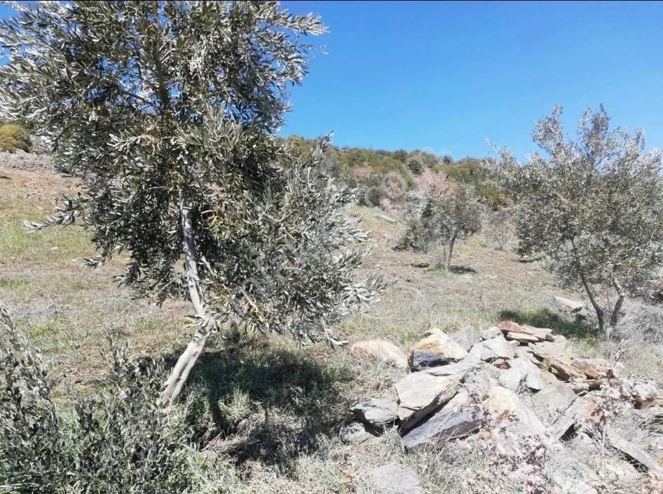 Aydın Bozdoğan Kızıltepe’de Satılık Tarla - Görsel 3