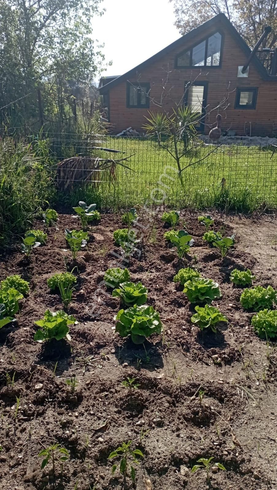 Muğla Milas Danişmen'te Satılık Bahçe - Görsel 6