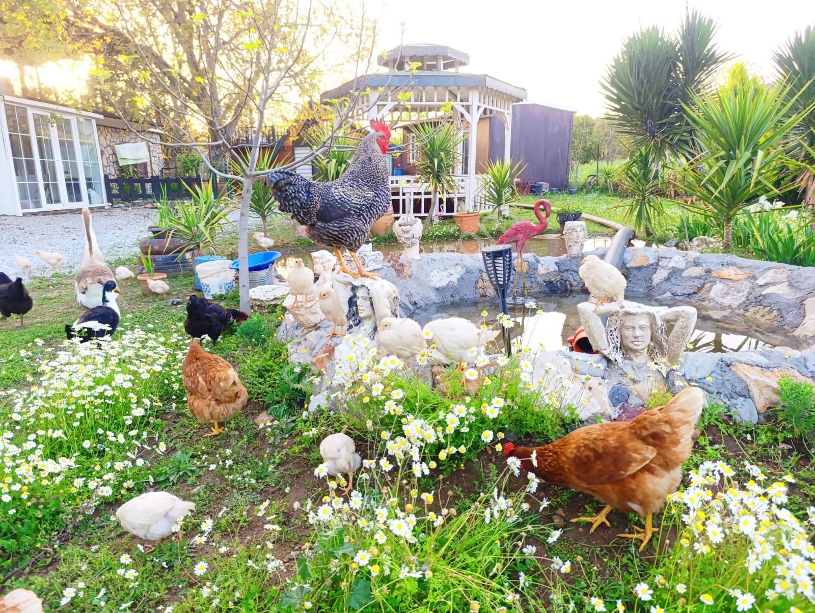 Muğla Milas Danişmen'te Satılık Bahçe - Görsel 12