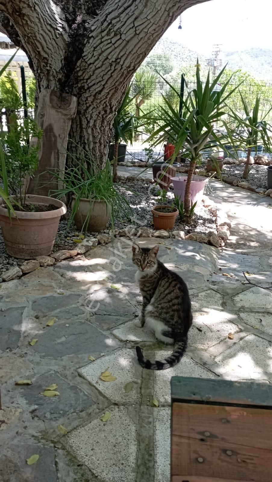 Muğla Milas Danişmen'te Satılık Bahçe - Görsel 3