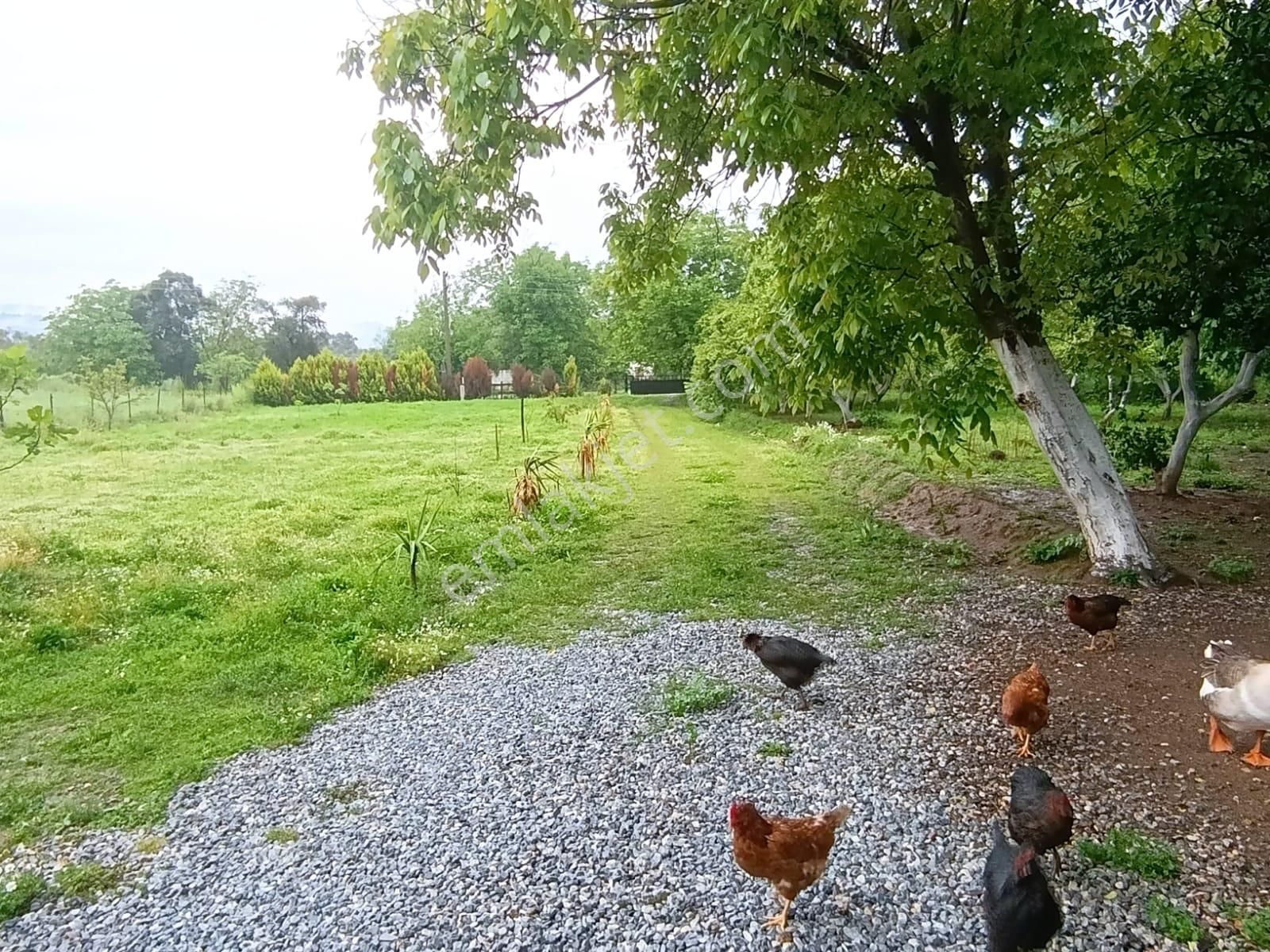 Muğla Milas Danişmen'te Satılık Bahçe - Görsel 22