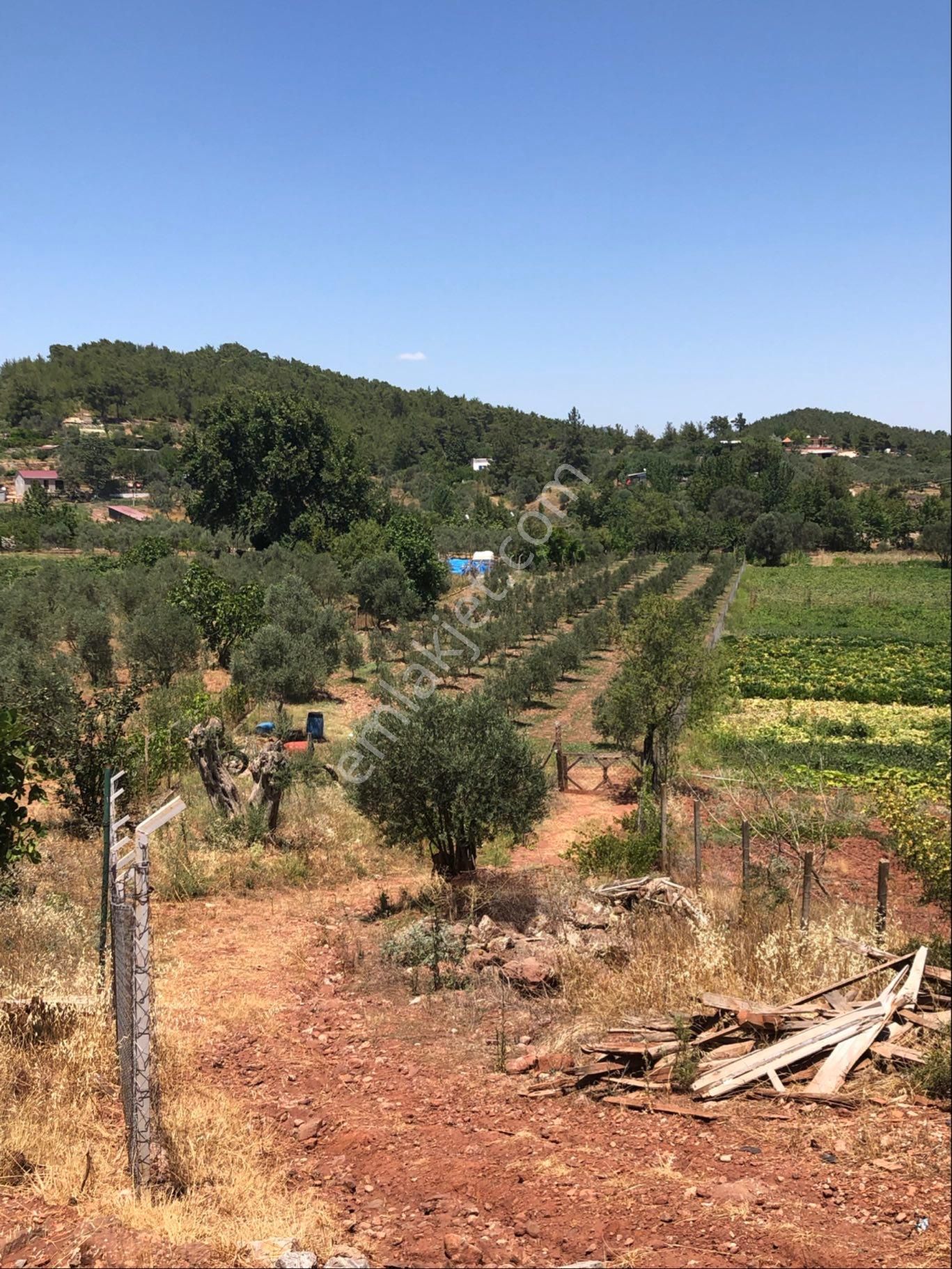 Sahibinden Satılık Zeytinlik - Görsel 3