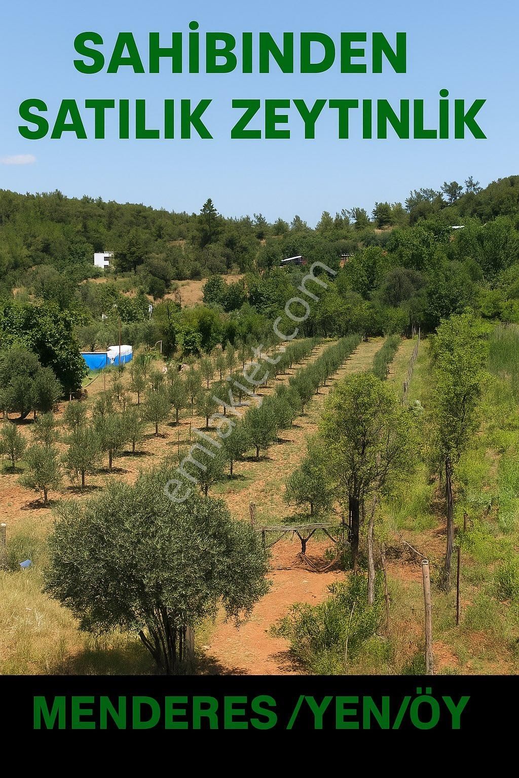 Sahibinden Satılık Zeytinlik
