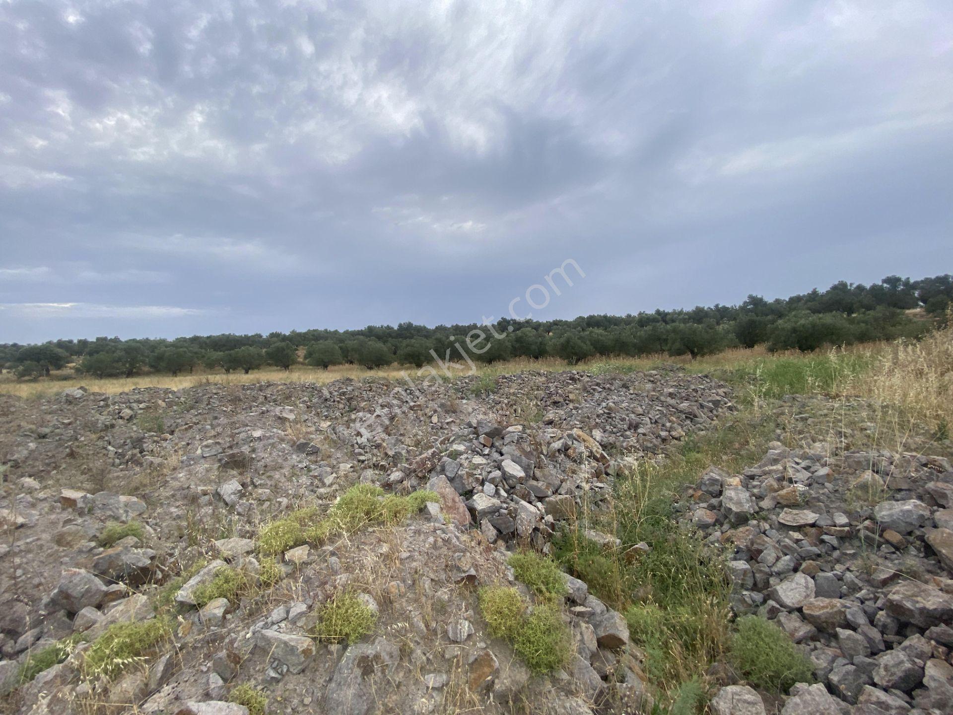 Ayvalık Sarımsaklı Da Satılık 12.000 Metre Kare Villa İmarlı Arsa - Görsel 3