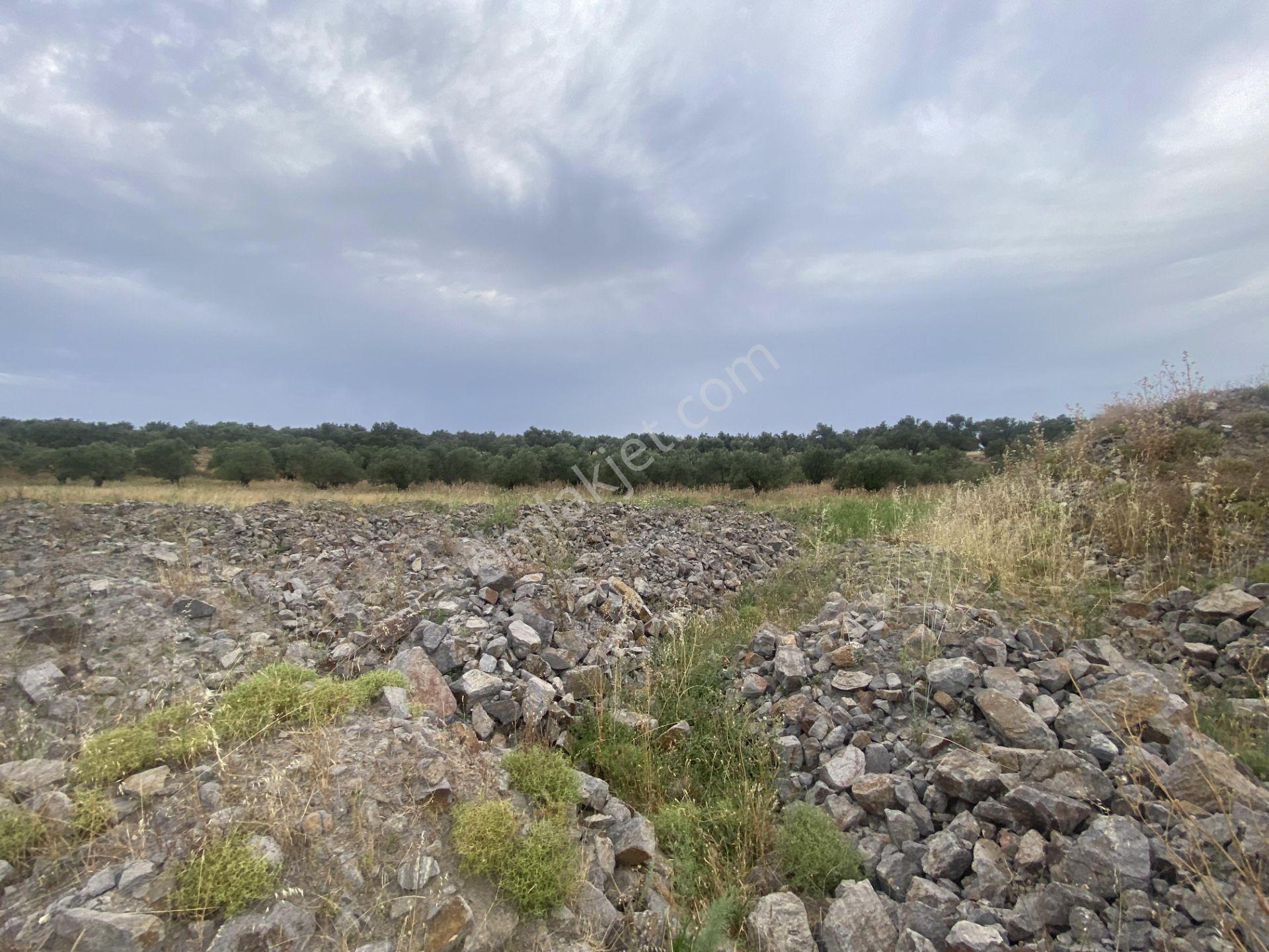 Ayvalık Sarımsaklı Da Satılık 12.000 Metre Kare Villa İmarlı Arsa - Görsel 7