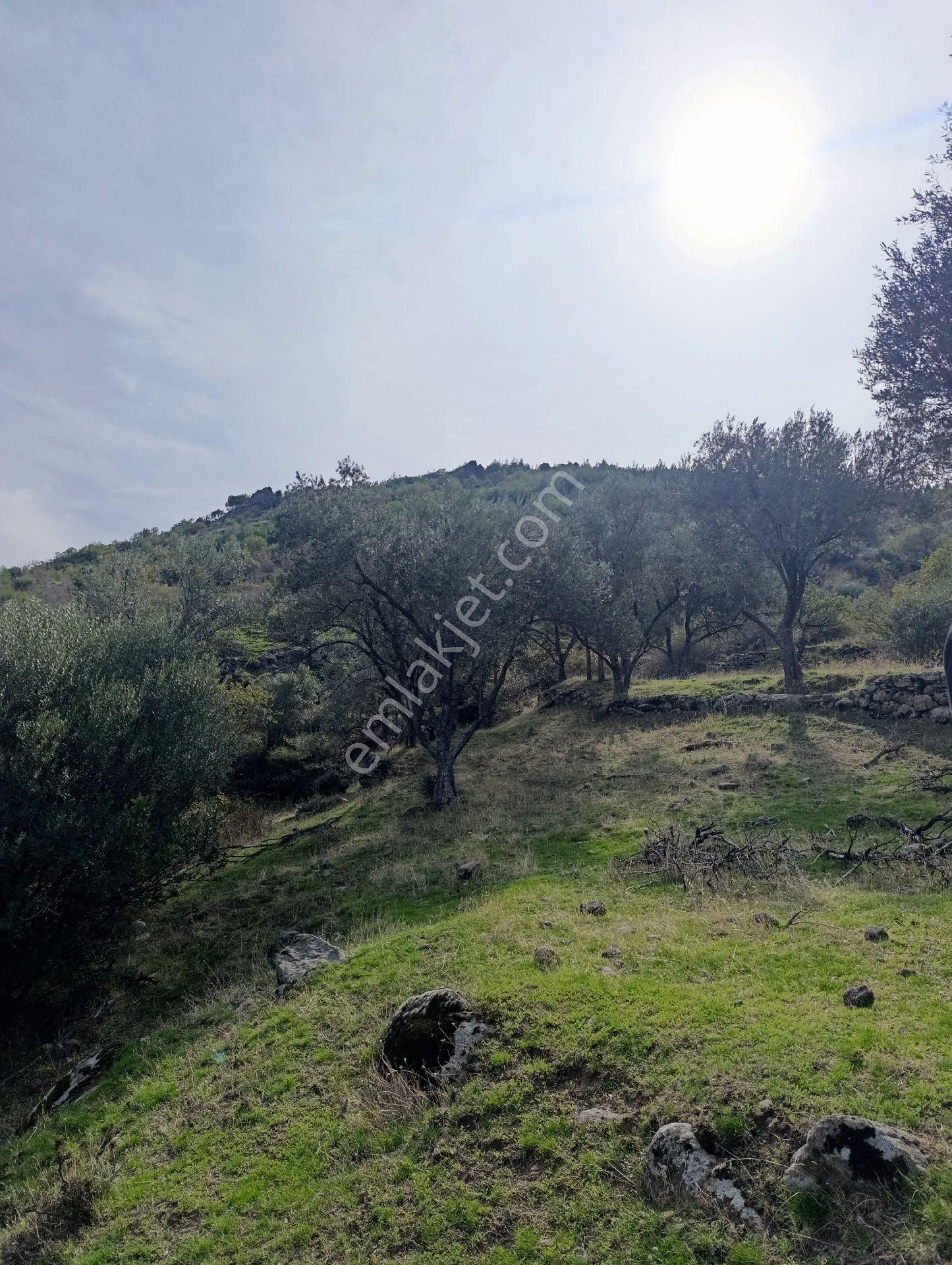 Satılık Eşsiz Doğa Ve Tarih Manzaralı Zeytinlik + Taş Ev - Görsel 6