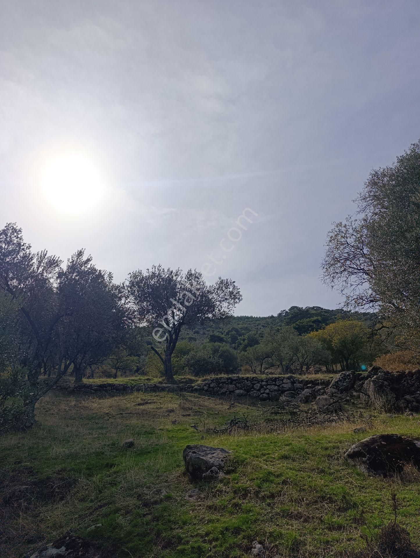 Satılık Eşsiz Doğa Ve Tarih Manzaralı Zeytinlik + Taş Ev - Görsel 4