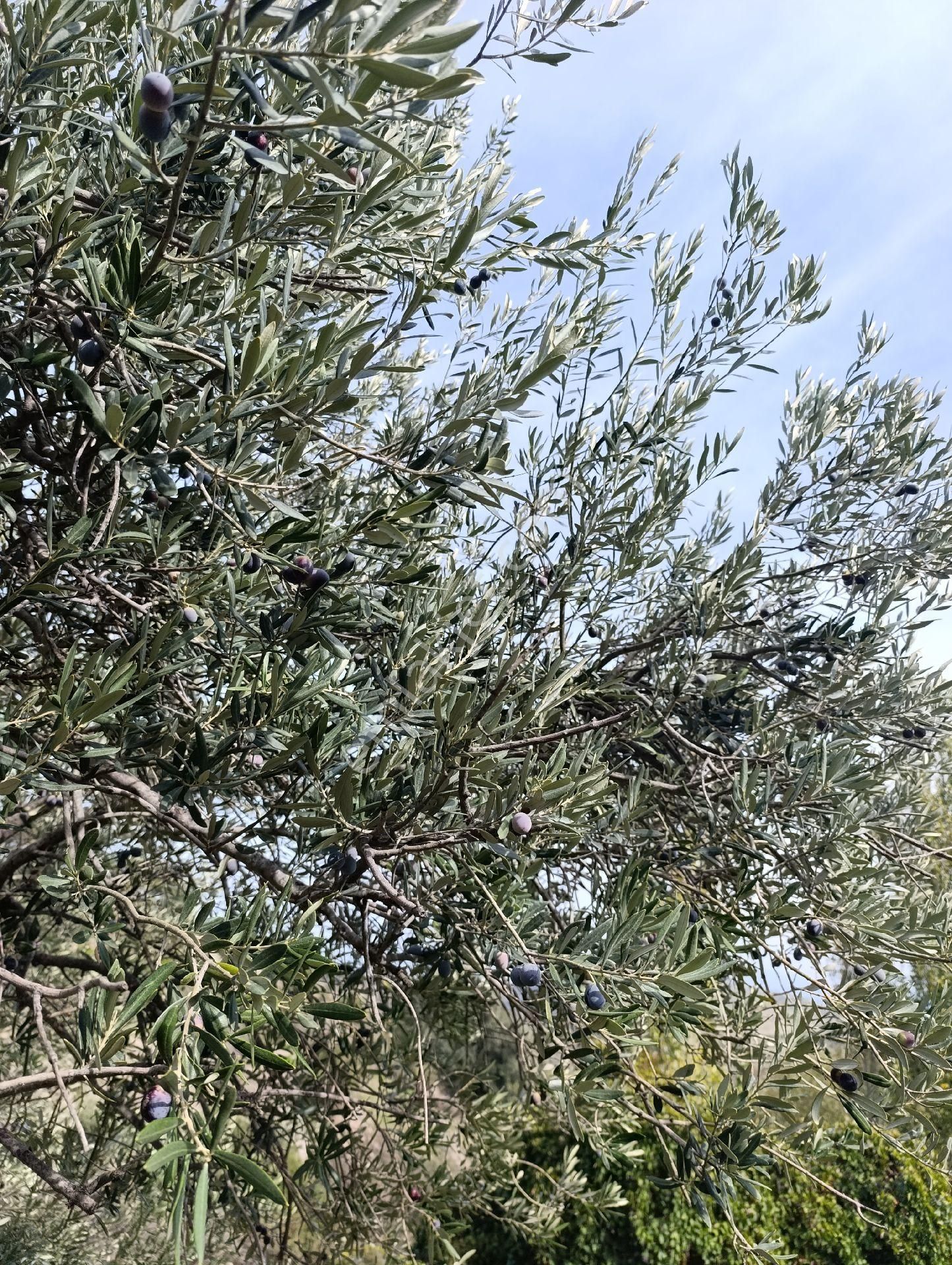 Satılık Eşsiz Doğa Ve Tarih Manzaralı Zeytinlik + Taş Ev - Görsel 7