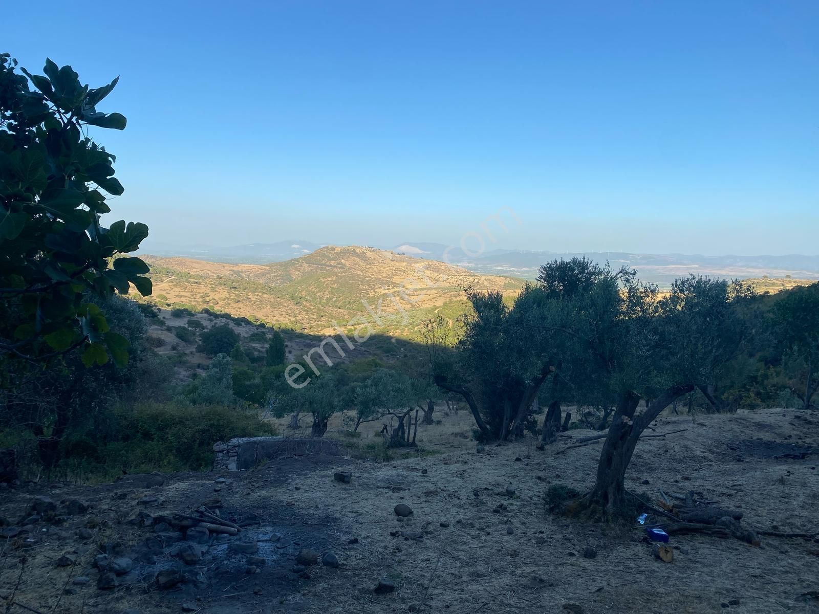 Satılık Eşsiz Doğa Ve Tarih Manzaralı Zeytinlik + Taş Ev - Görsel 2