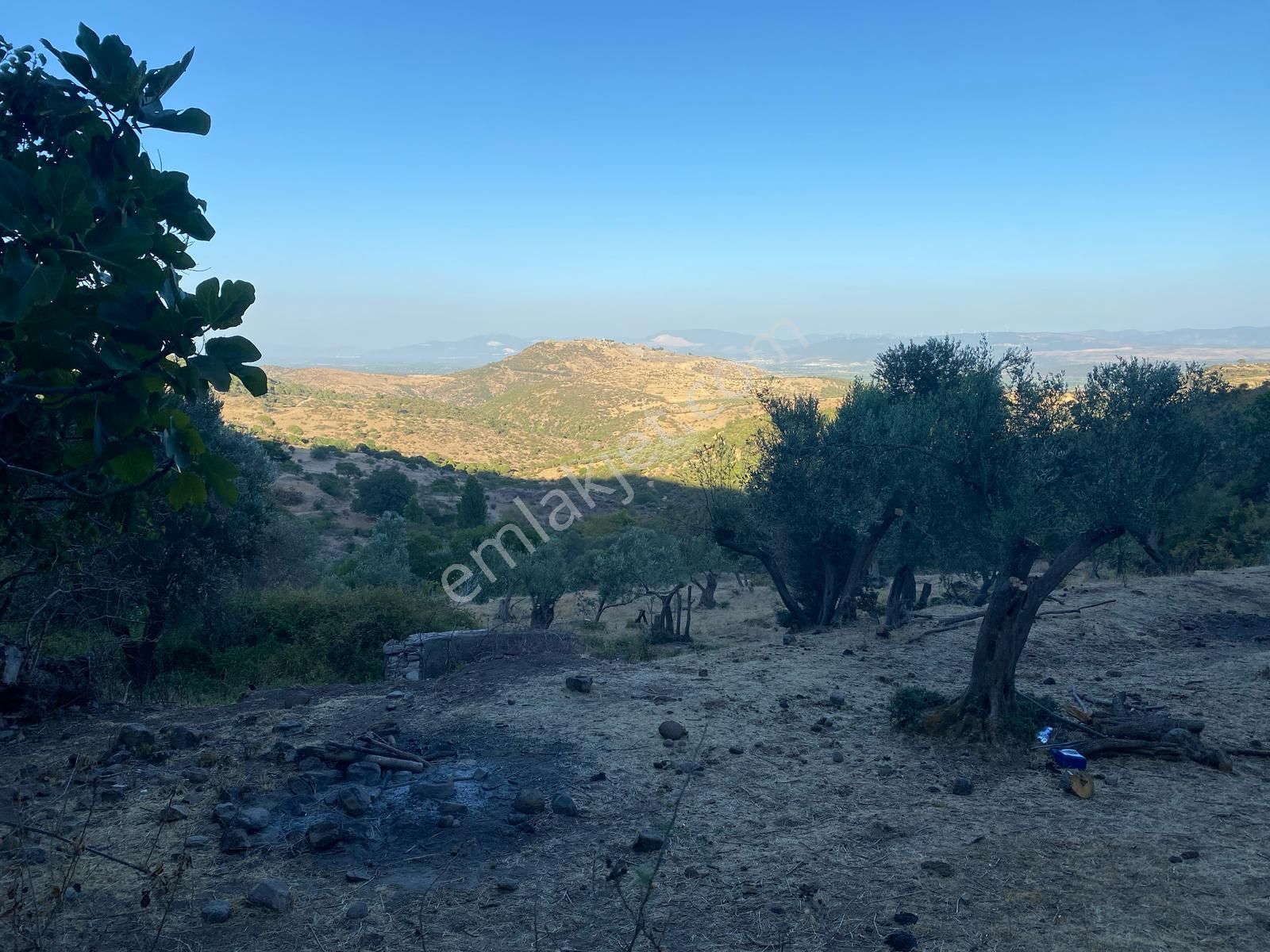 Satılık Eşsiz Doğa Ve Tarih Manzaralı Zeytinlik + Taş Ev - Görsel 3