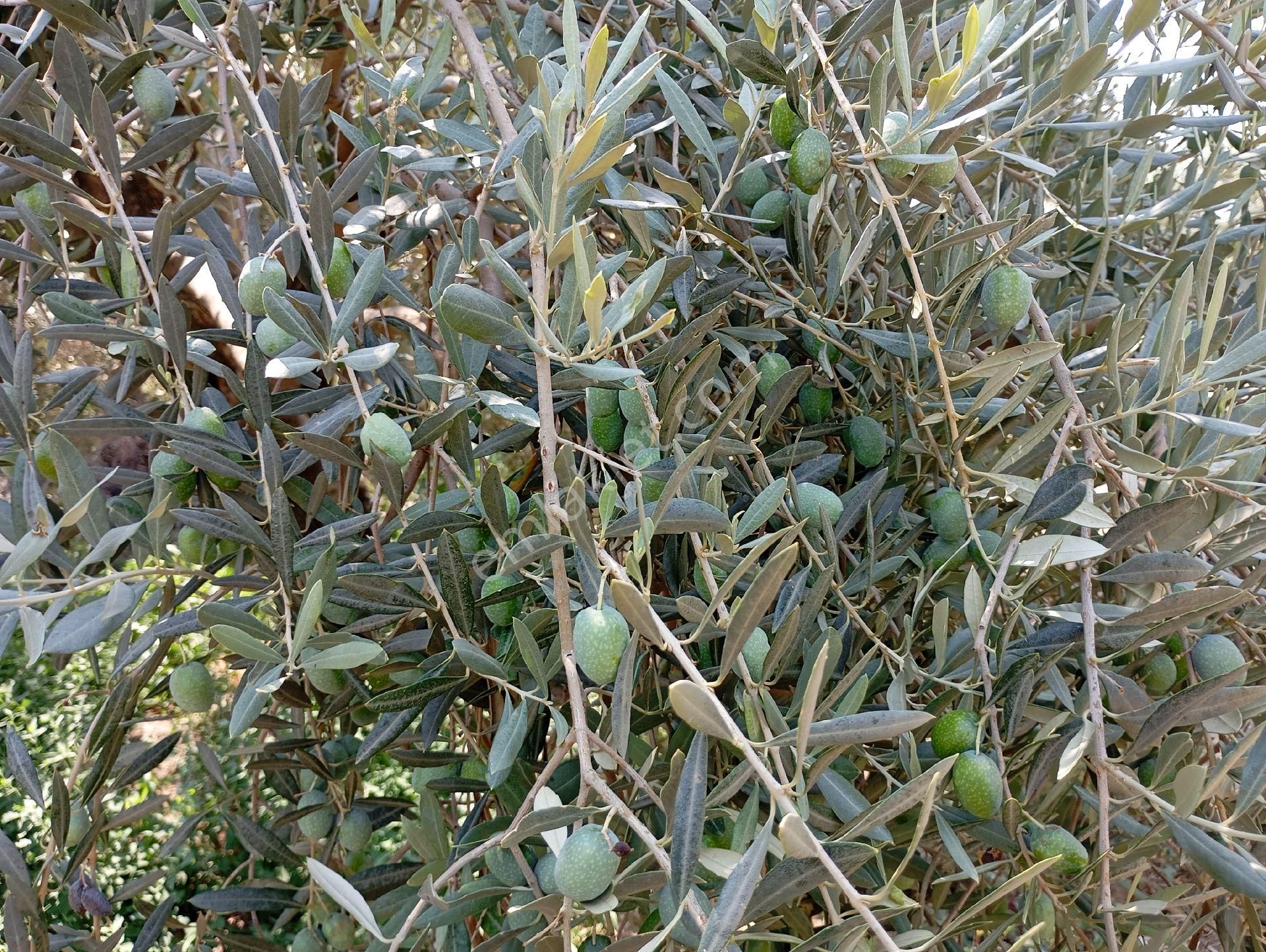 Süper Zeytin Bahçesi