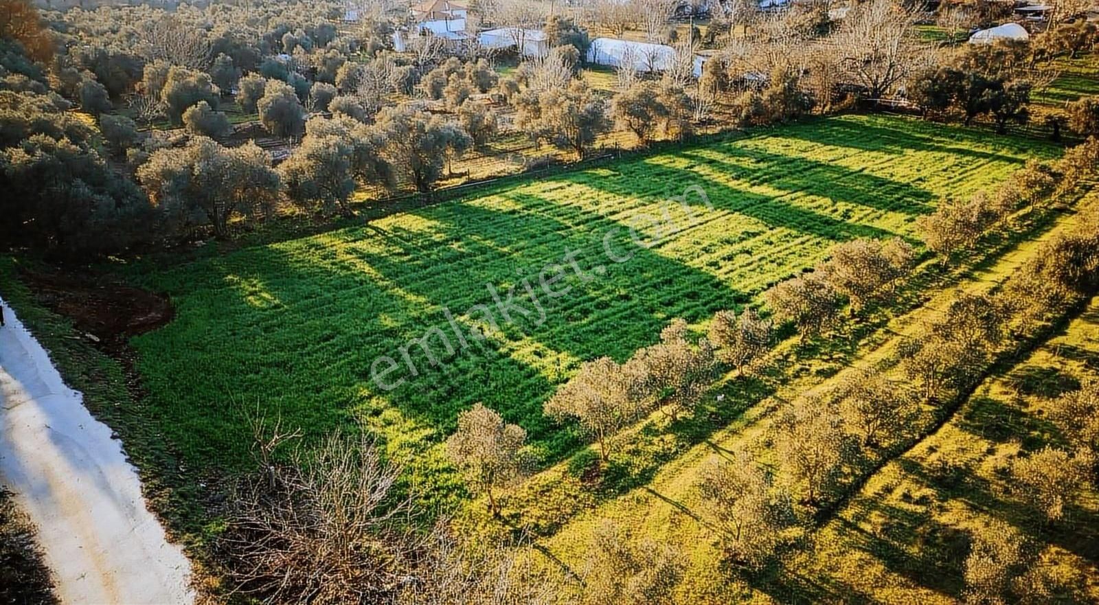Muğla Kafacada 30/60 İmarlı Harika Parsel - Görsel 12