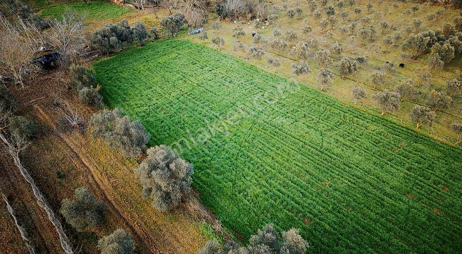 Muğla Kafacada 30/60 İmarlı Harika Parsel