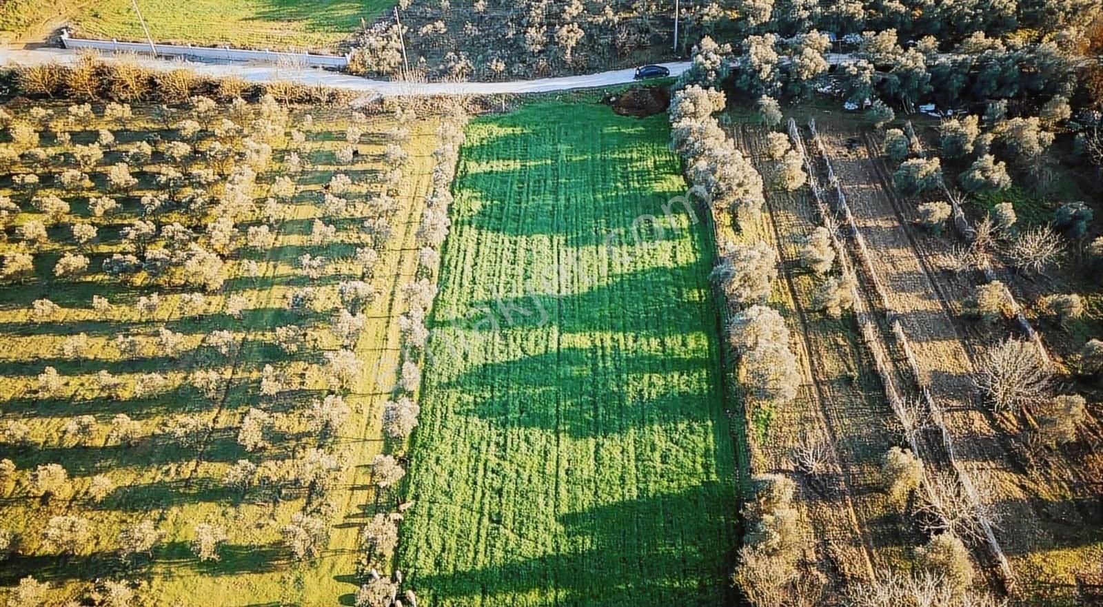 Muğla Kafacada 30/60 İmarlı Harika Parsel - Görsel 13