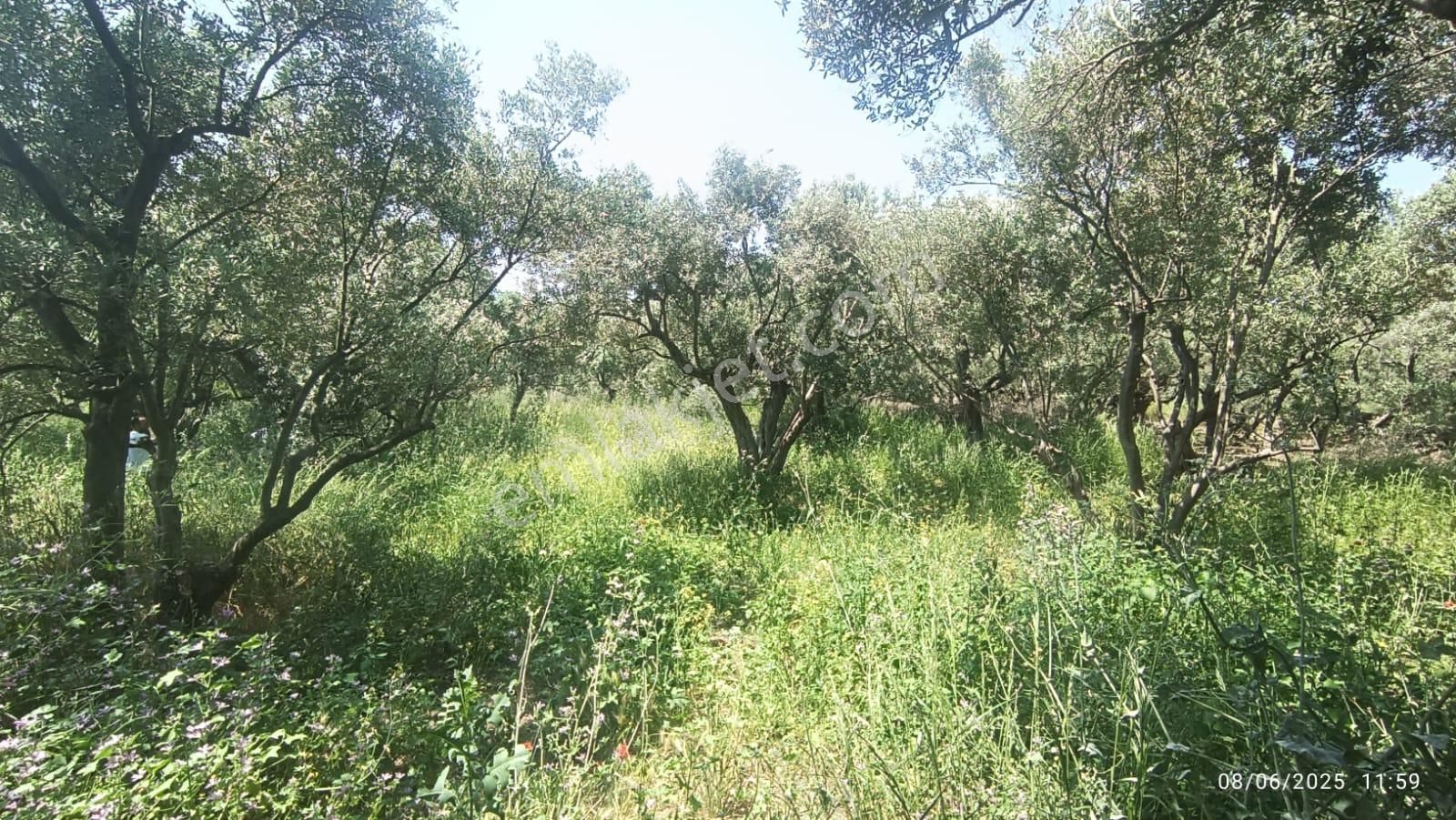 Balıkesir Erdek Hamamlı Mah. 878 M2 Satılık Zeytinlik Resmi Yola Cepheli - Görsel 4