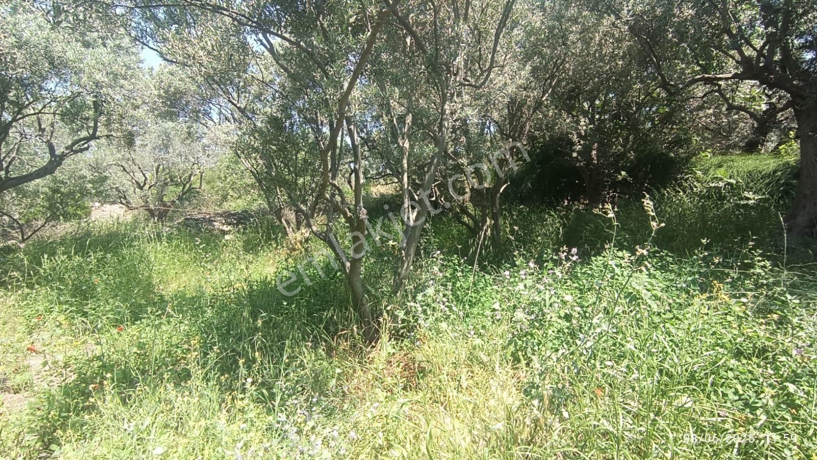 Balıkesir Erdek Hamamlı Mah. 878 M2 Satılık Zeytinlik Resmi Yola Cepheli - Görsel 9