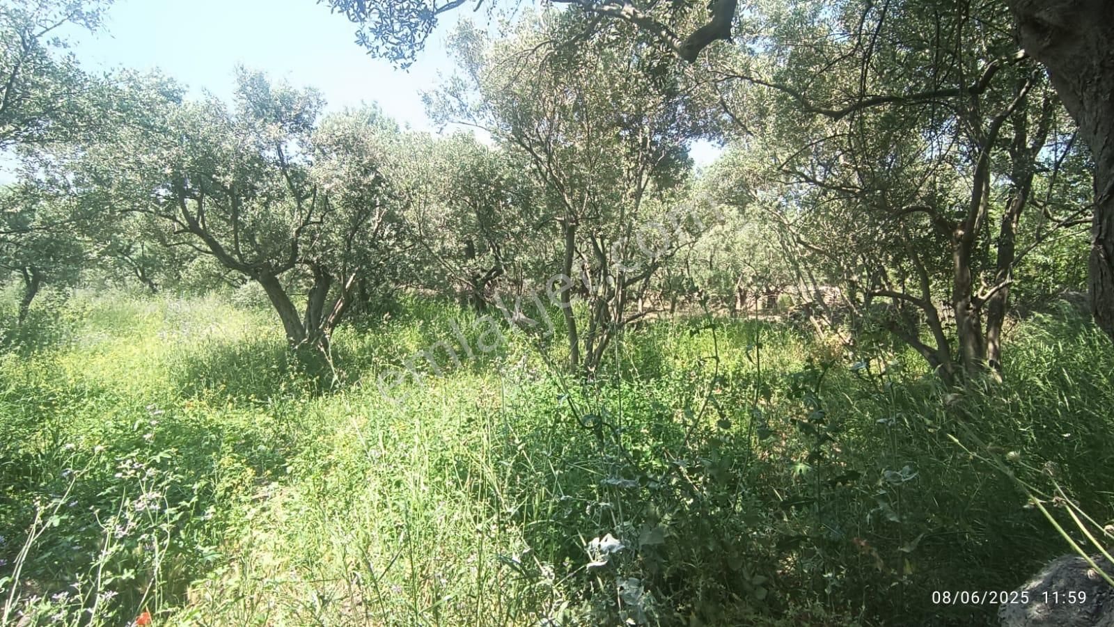 Balıkesir Erdek Hamamlı Mah. 878 M2 Satılık Zeytinlik Resmi Yola Cepheli - Görsel 3