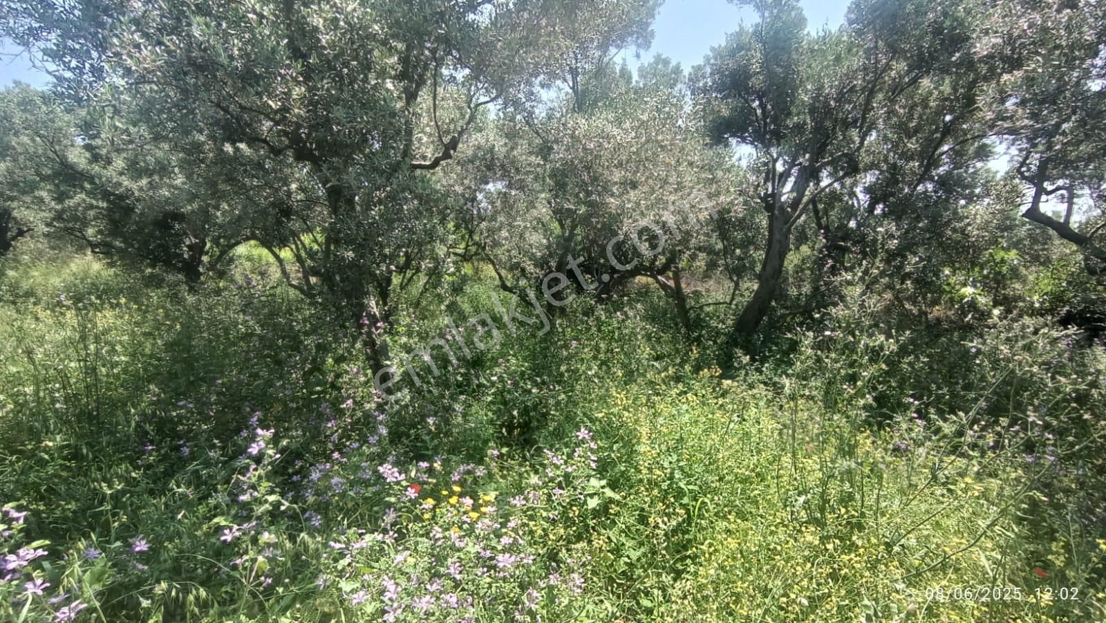 Balıkesir Erdek Hamamlı Mah. 878 M2 Satılık Zeytinlik Resmi Yola Cepheli - Görsel 26