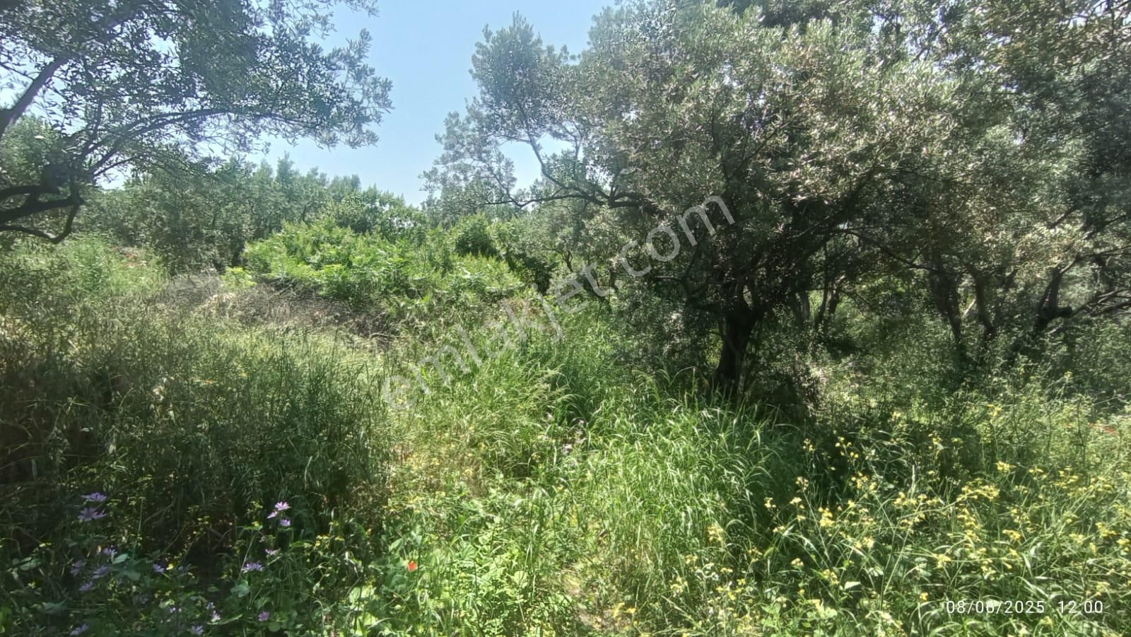 Balıkesir Erdek Hamamlı Mah. 878 M2 Satılık Zeytinlik Resmi Yola Cepheli - Görsel 8