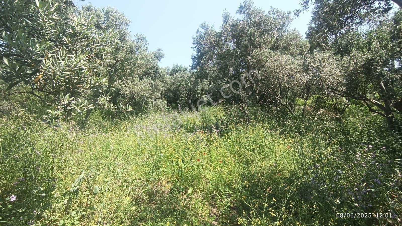 Balıkesir Erdek Hamamlı Mah. 878 M2 Satılık Zeytinlik Resmi Yola Cepheli - Görsel 17