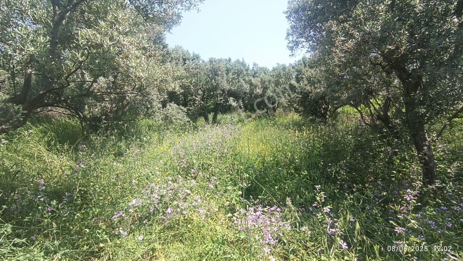 Balıkesir Erdek Hamamlı Mah. 878 M2 Satılık Zeytinlik Resmi Yola Cepheli - Görsel 21