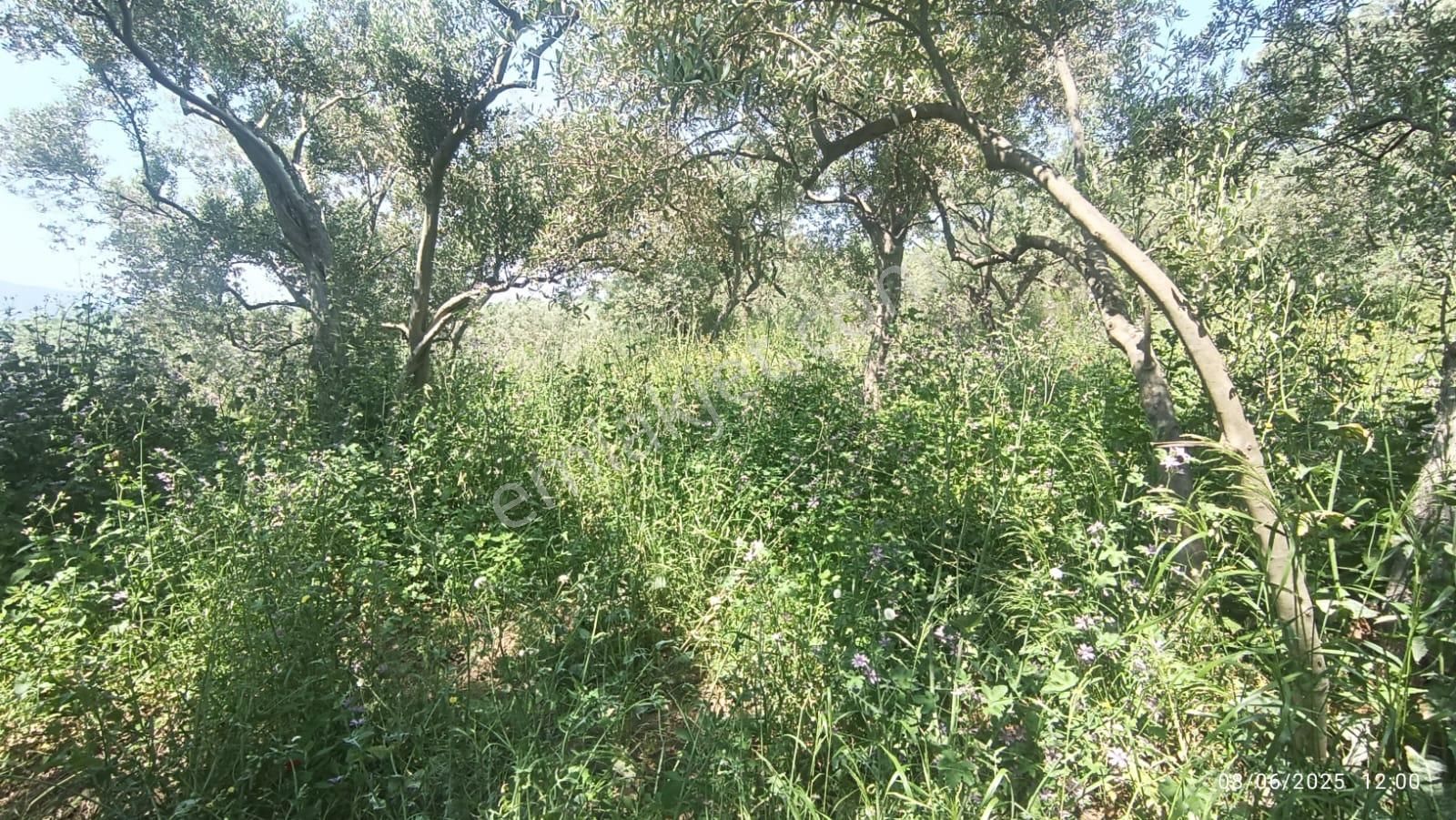 Balıkesir Erdek Hamamlı Mah. 878 M2 Satılık Zeytinlik Resmi Yola Cepheli - Görsel 16