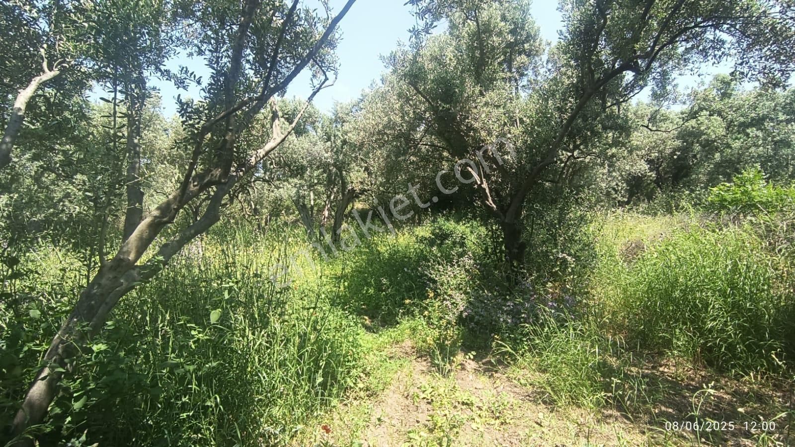 Balıkesir Erdek Hamamlı Mah. 878 M2 Satılık Zeytinlik Resmi Yola Cepheli - Görsel 10