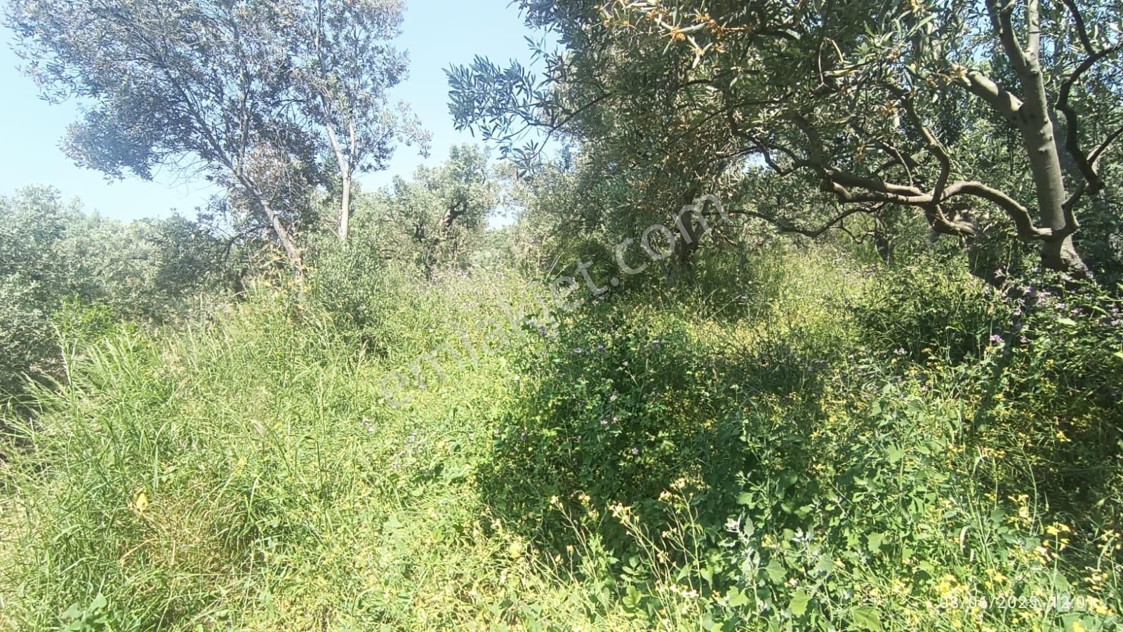 Balıkesir Erdek Hamamlı Mah. 878 M2 Satılık Zeytinlik Resmi Yola Cepheli - Görsel 13