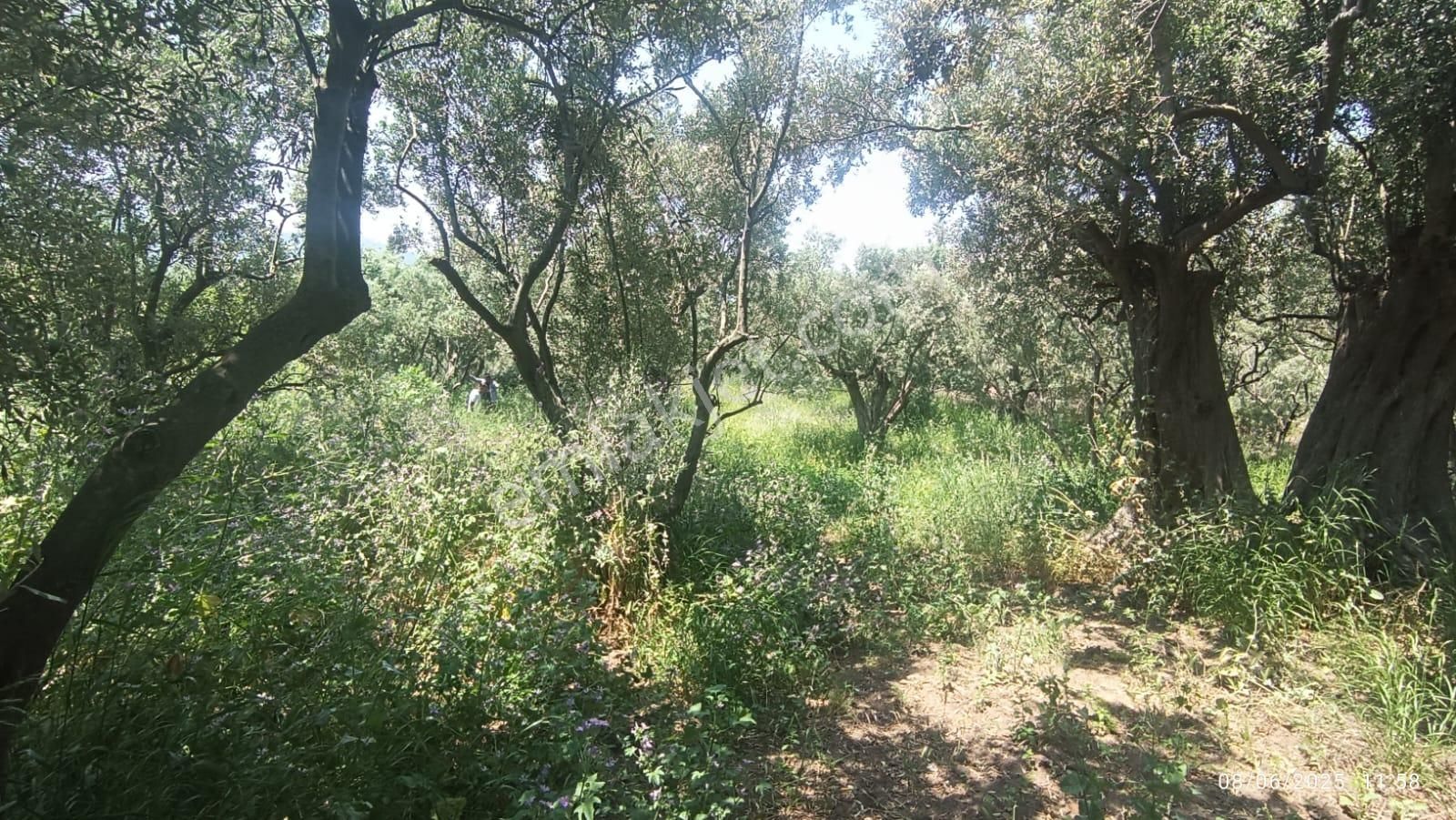 Balıkesir Erdek Hamamlı Mah. 878 M2 Satılık Zeytinlik Resmi Yola Cepheli - Görsel 2
