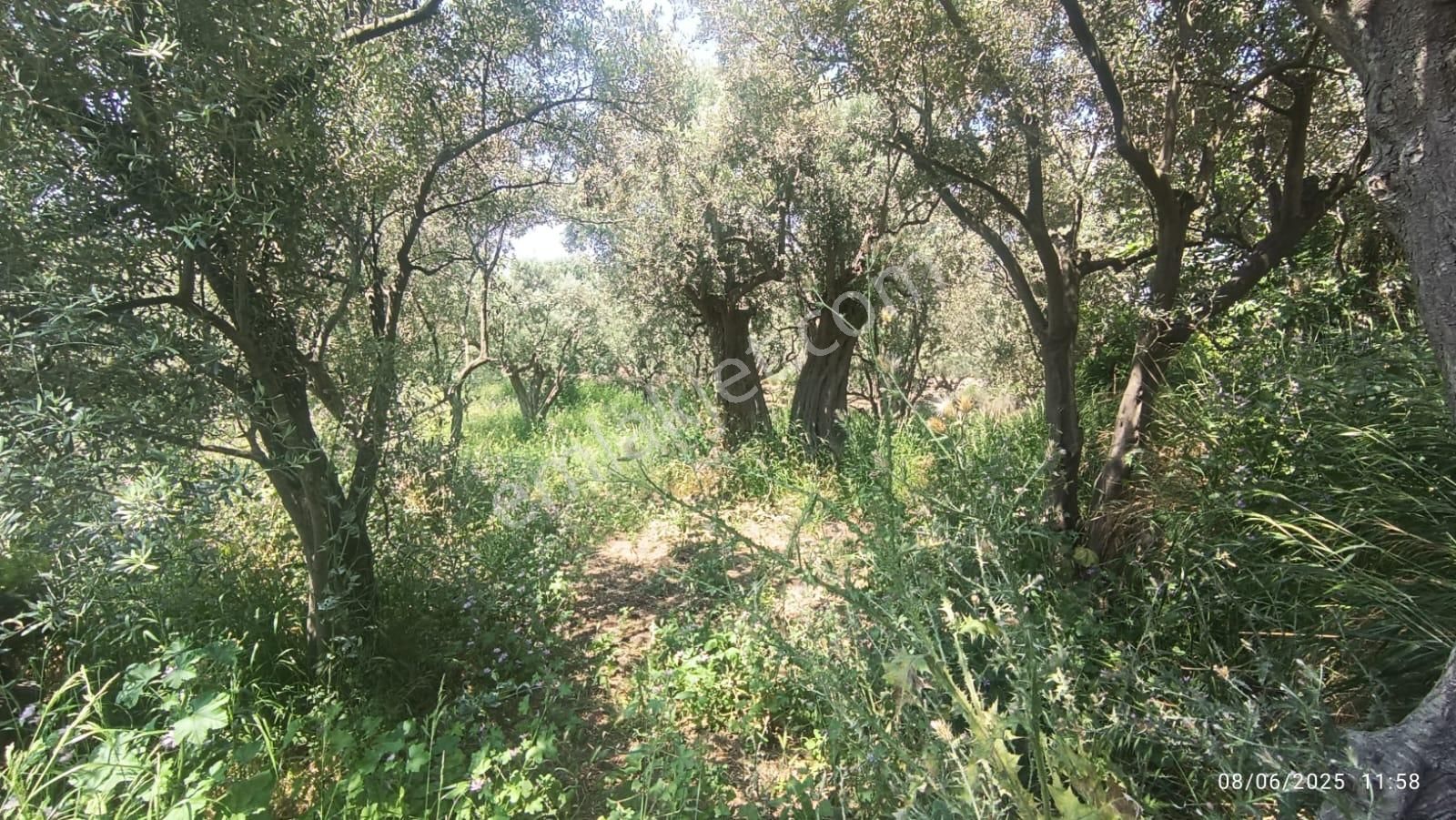 Balıkesir Erdek Hamamlı Mah. 878 M2 Satılık Zeytinlik Resmi Yola Cepheli