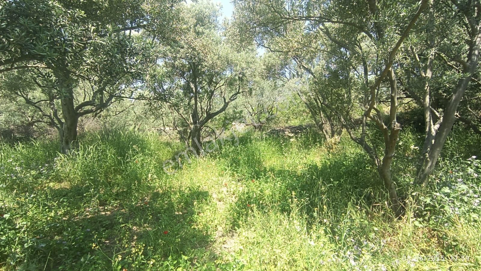 Balıkesir Erdek Hamamlı Mah. 878 M2 Satılık Zeytinlik Resmi Yola Cepheli - Görsel 6