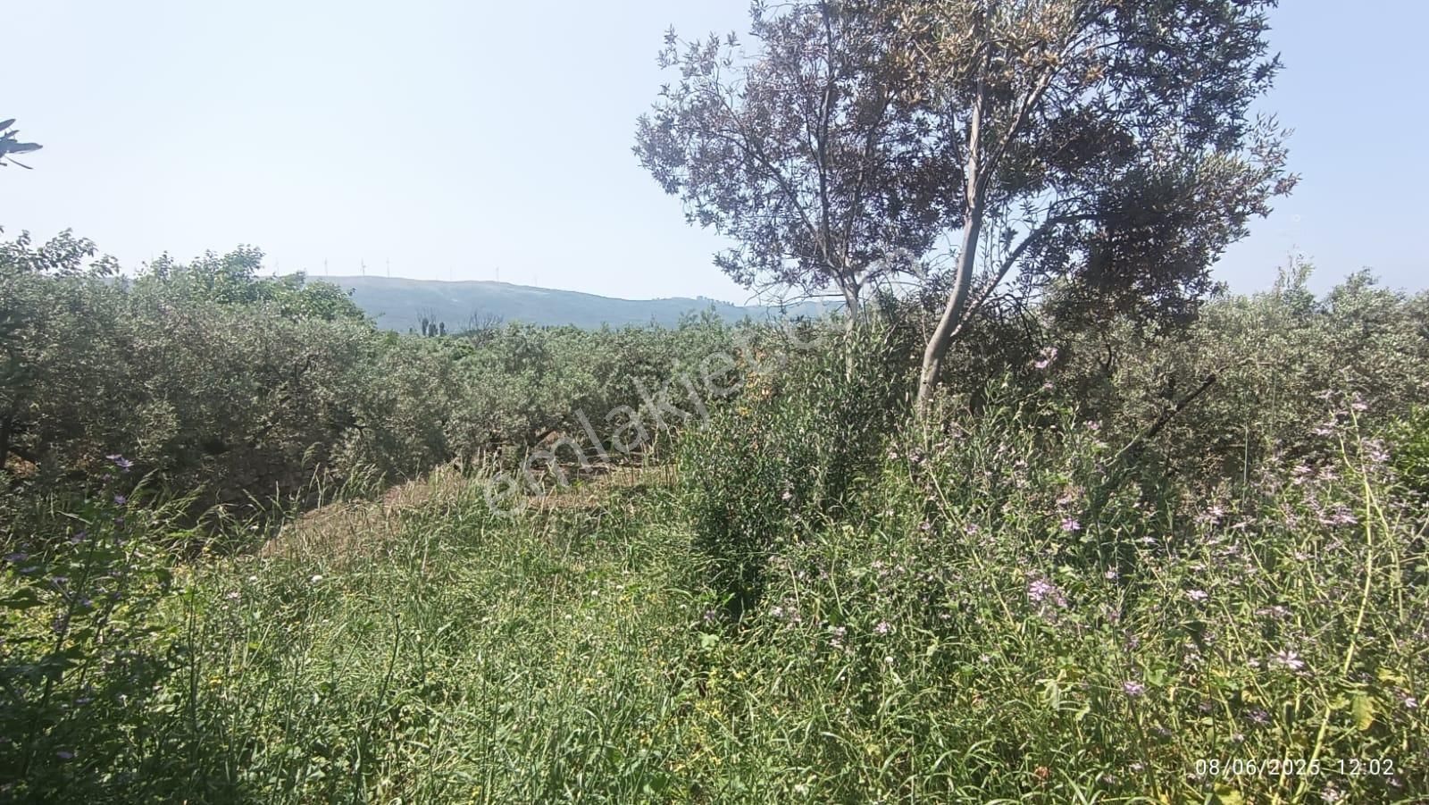 Balıkesir Erdek Hamamlı Mah. 878 M2 Satılık Zeytinlik Resmi Yola Cepheli - Görsel 20