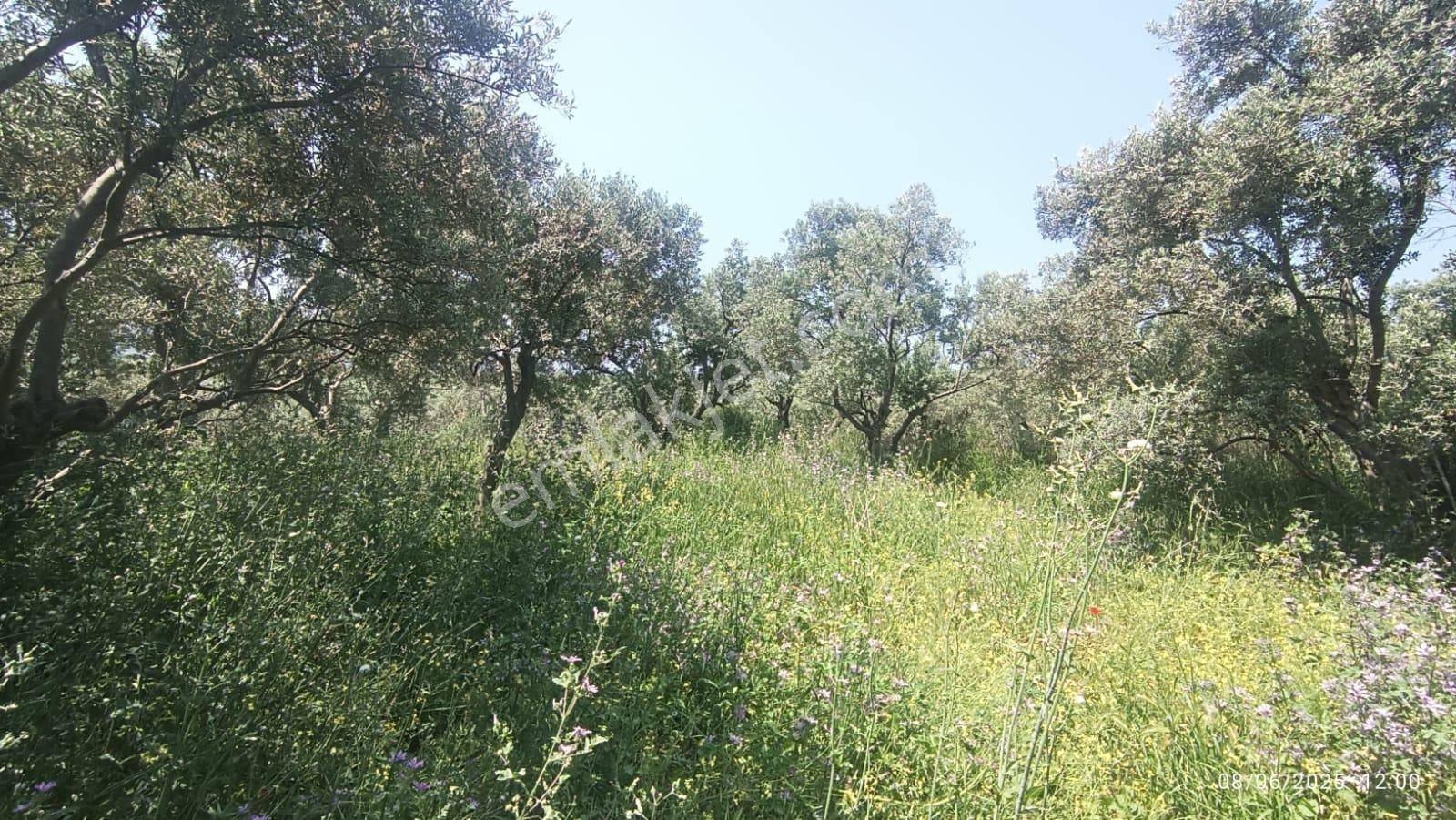 Balıkesir Erdek Hamamlı Mah. 878 M2 Satılık Zeytinlik Resmi Yola Cepheli - Görsel 12