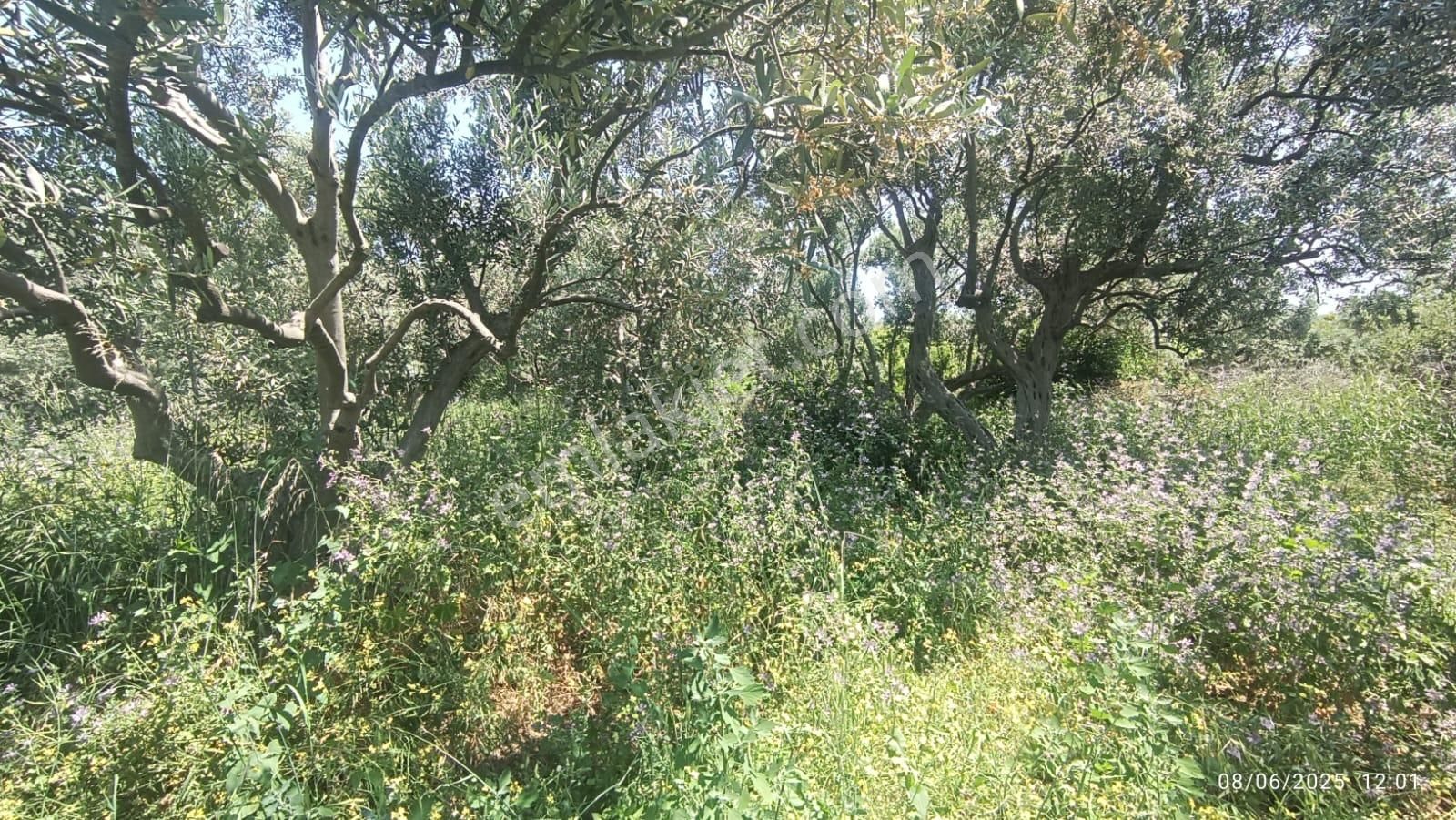 Balıkesir Erdek Hamamlı Mah. 878 M2 Satılık Zeytinlik Resmi Yola Cepheli - Görsel 15