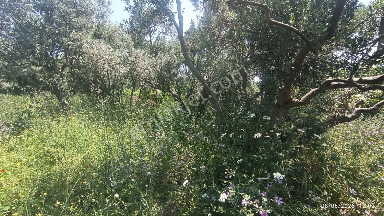 Balıkesir Erdek Hamamlı Mah. 878 M2 Satılık Zeytinlik Resmi Yola Cepheli - Görsel 18