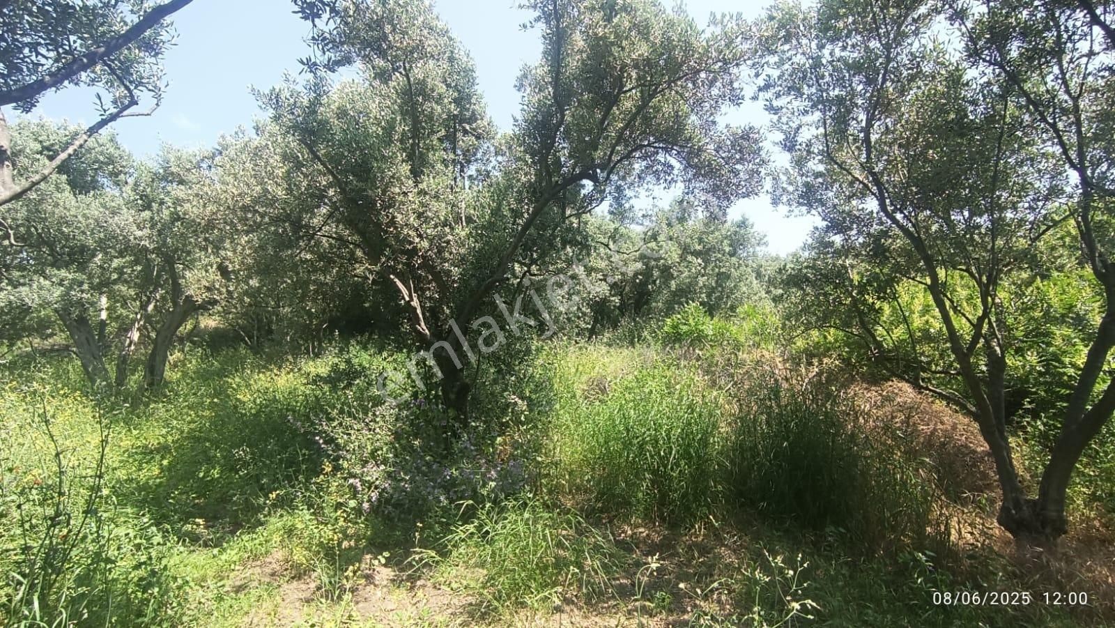 Balıkesir Erdek Hamamlı Mah. 878 M2 Satılık Zeytinlik Resmi Yola Cepheli - Görsel 11