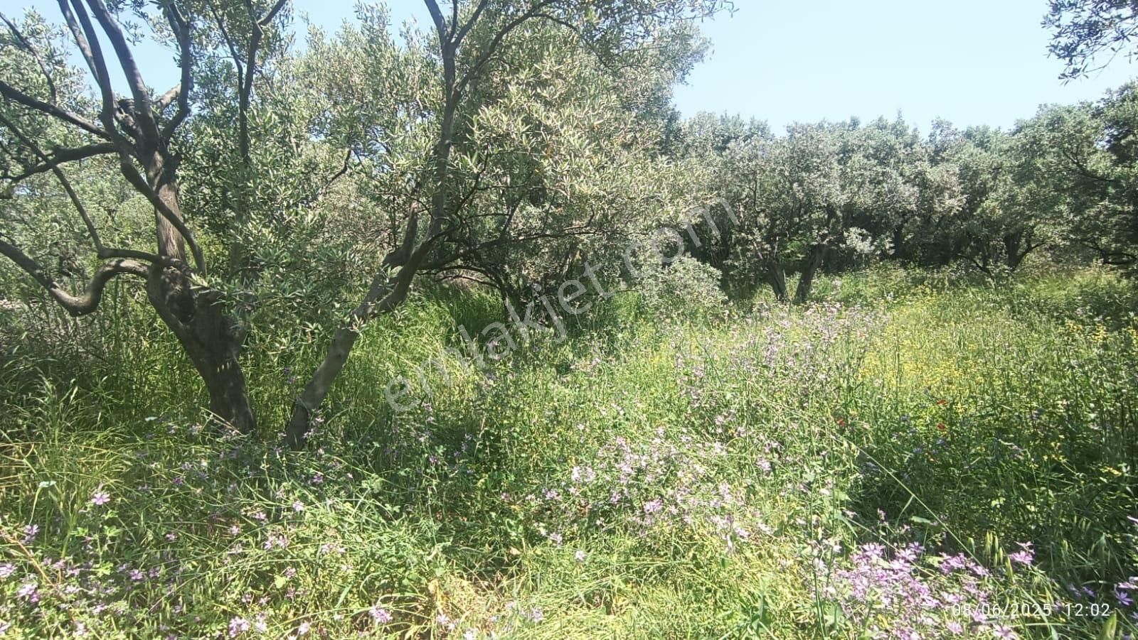 Balıkesir Erdek Hamamlı Mah. 878 M2 Satılık Zeytinlik Resmi Yola Cepheli - Görsel 23