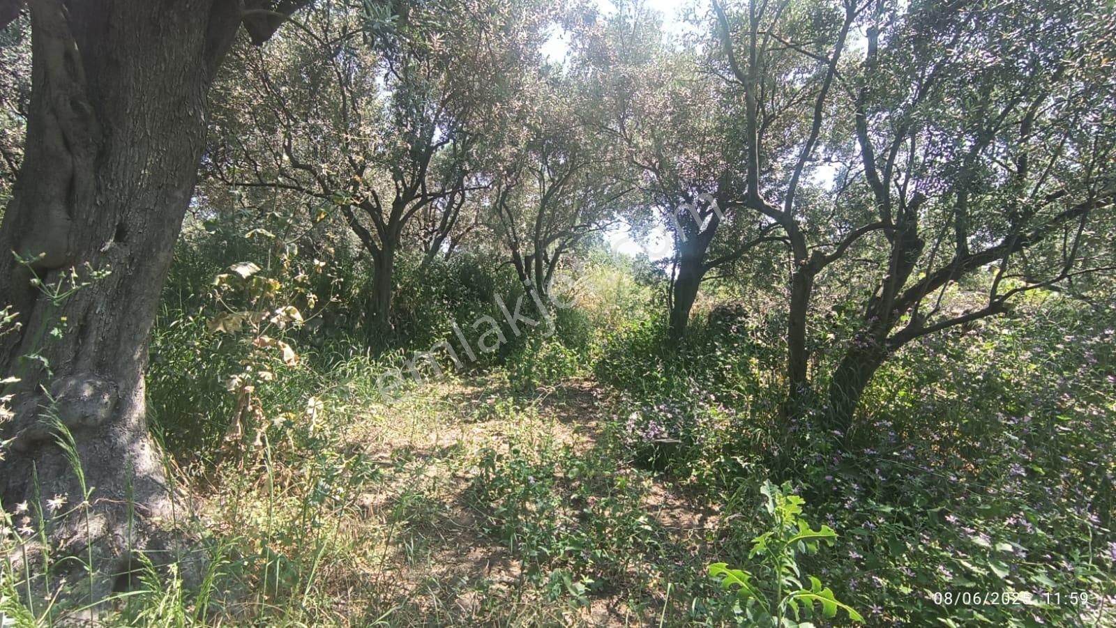 Balıkesir Erdek Hamamlı Mah. 878 M2 Satılık Zeytinlik Resmi Yola Cepheli - Görsel 5
