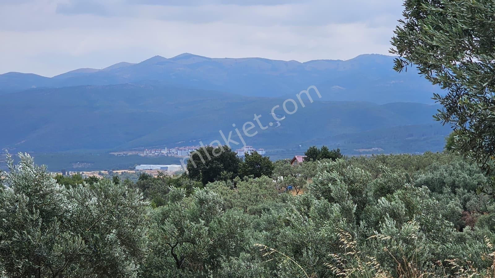 Bursa-orhangazi Ortaköy'de Göl Manzaralı Arsa!