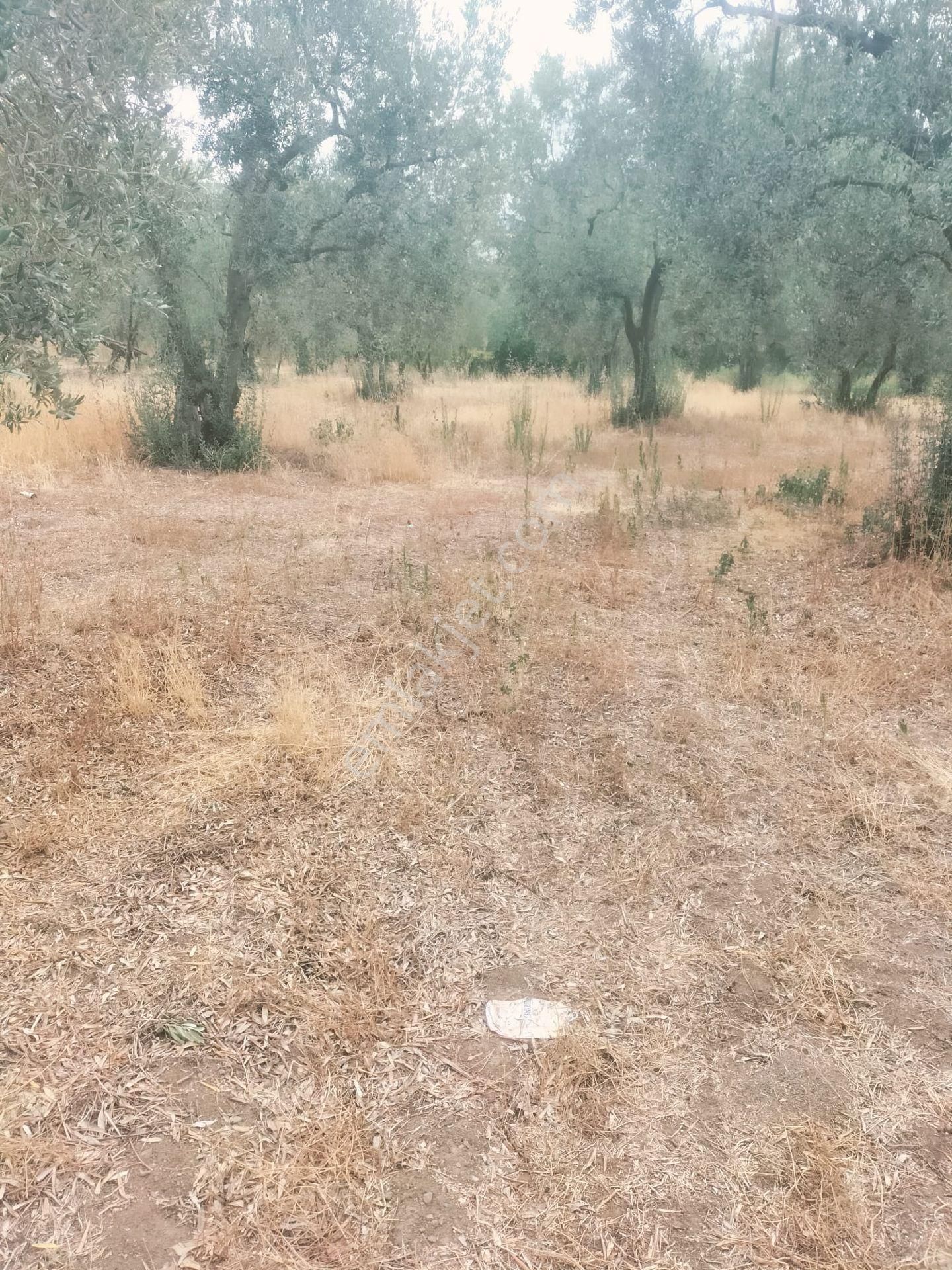 Orhangazi De Kaçırılmayacak Fiyata Zeytinlik - Görsel 3