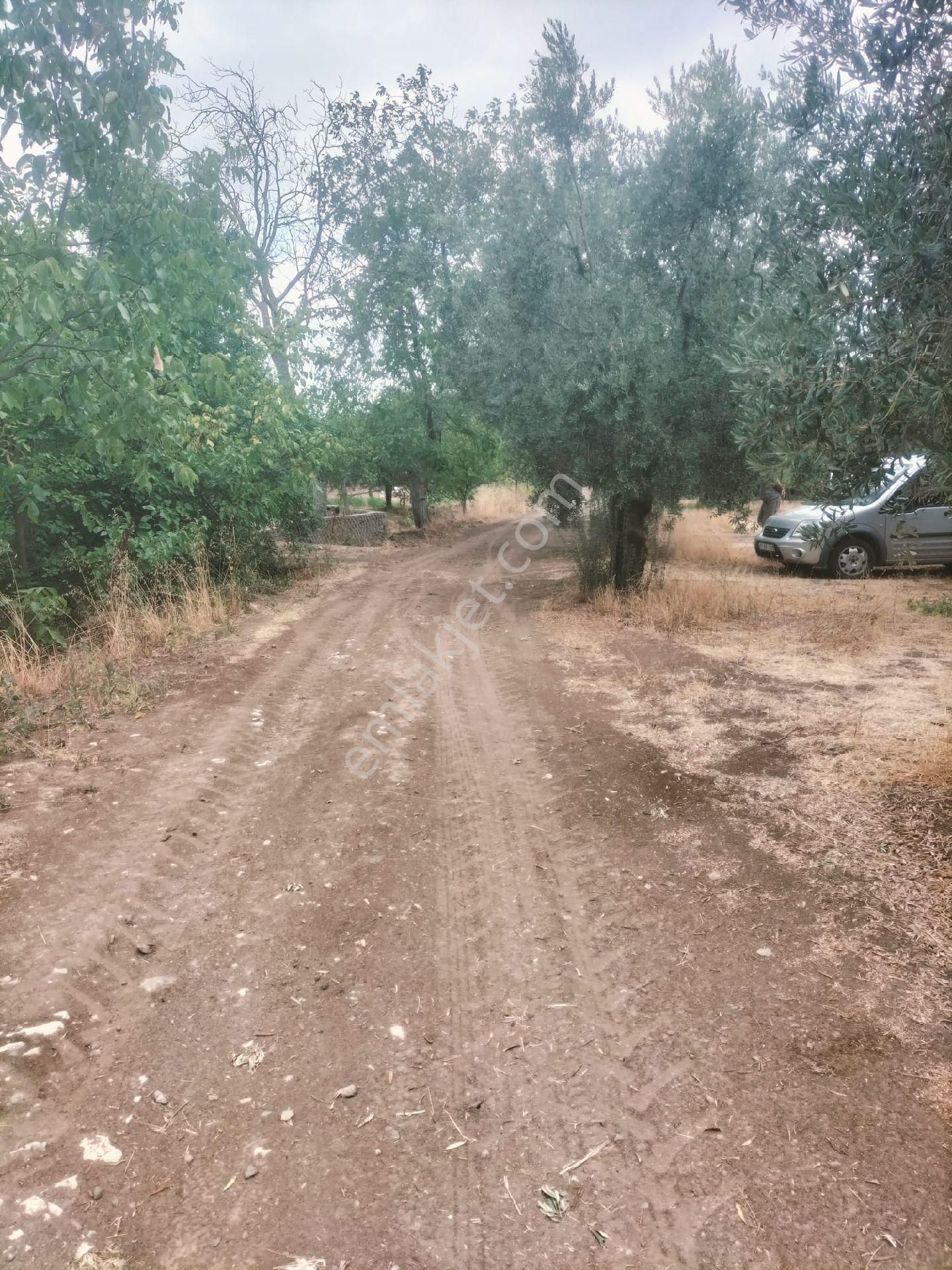 Orhangazi De Kaçırılmayacak Fiyata Zeytinlik - Görsel 11