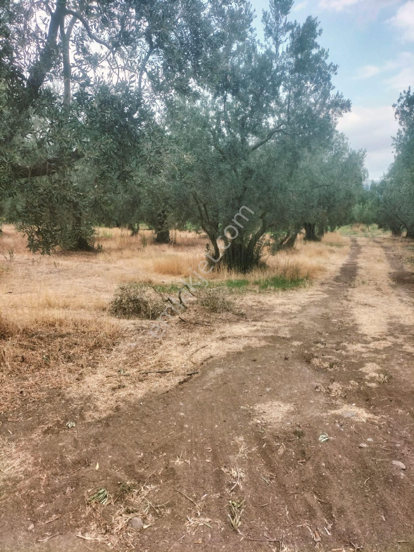 Orhangazi De Kaçırılmayacak Fiyata Zeytinlik - Görsel 10