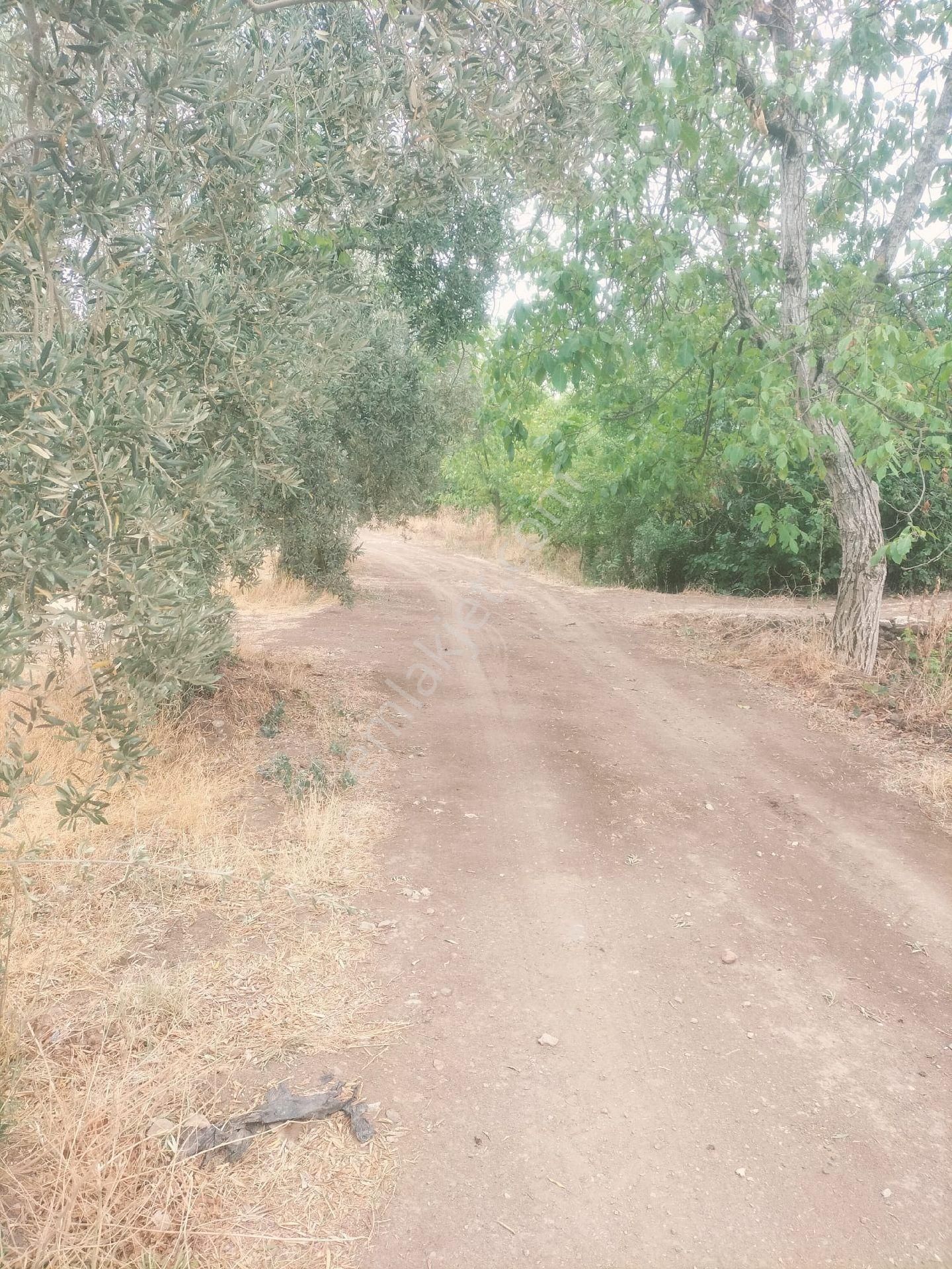 Orhangazi De Kaçırılmayacak Fiyata Zeytinlik - Görsel 5