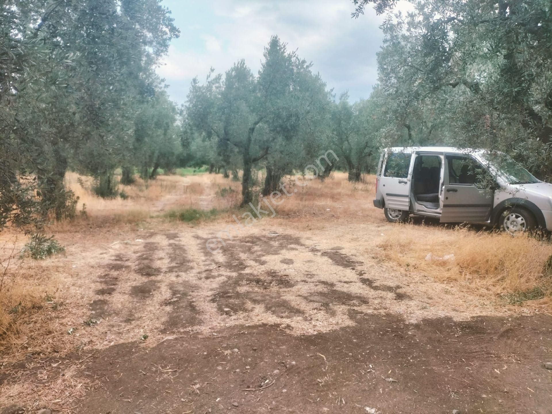Orhangazi De Kaçırılmayacak Fiyata Zeytinlik - Görsel 6