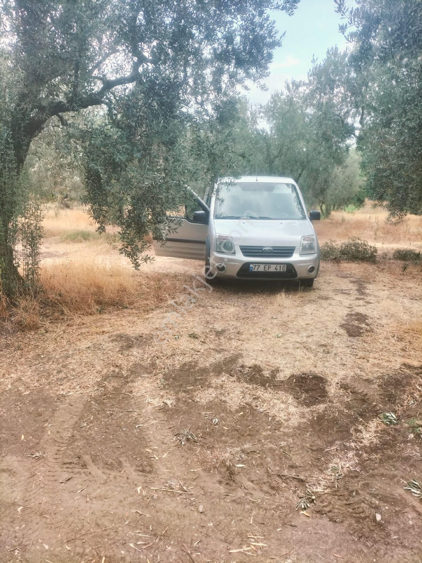 Orhangazi De Kaçırılmayacak Fiyata Zeytinlik - Görsel 9