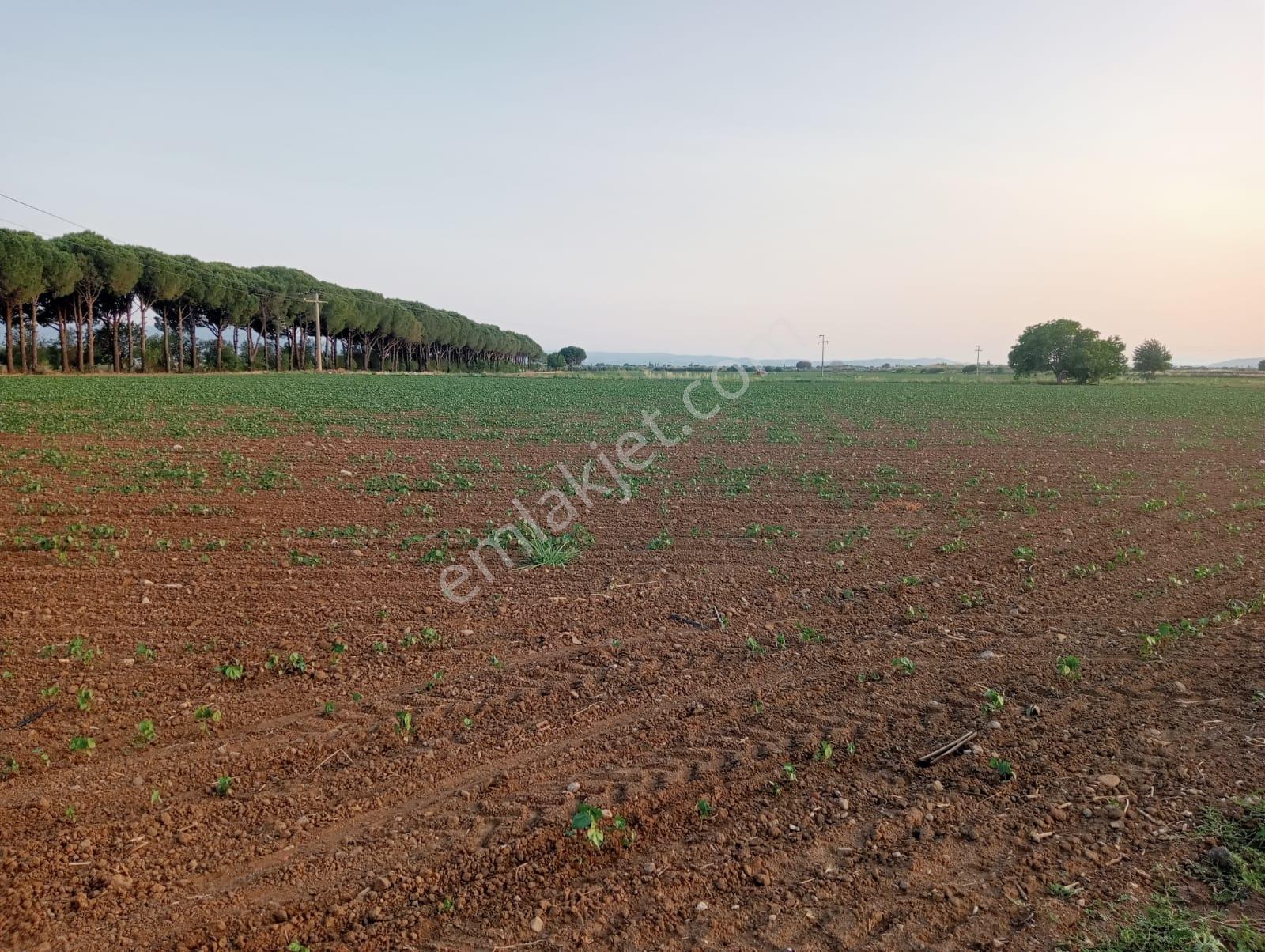 Göçbeyli'de Yola Cepheli Sontajı Bulunan 13.384 M2 Verimli Tarla - Görsel 8